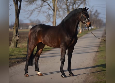 Caballo de deporte alemán, Caballo castrado, 6 años, 166 cm, Castaño