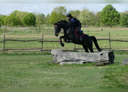 Caballo de deporte alemán, Caballo castrado, 6 años, 166 cm, Castaño oscuro