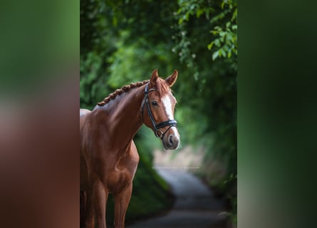 Caballo de deporte alemán, Caballo castrado, 6 años, 168 cm, Alazán