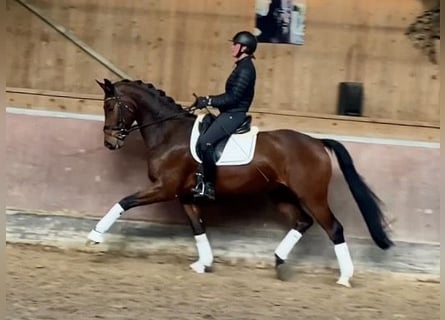 Caballo de deporte alemán, Caballo castrado, 6 años, 168 cm, Castaño