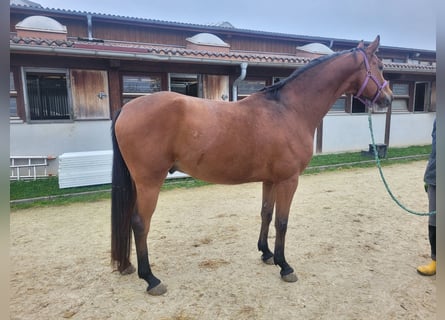 Caballo de deporte alemán, Caballo castrado, 6 años, 168 cm, Castaño