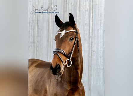 Caballo de deporte alemán, Caballo castrado, 6 años, 168 cm, Castaño