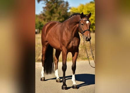 Caballo de deporte alemán, Caballo castrado, 6 años, 168 cm, Castaño