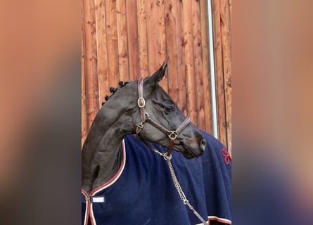 Caballo de deporte alemán, Caballo castrado, 6 años, 168 cm, Negro