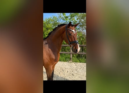 Caballo de deporte alemán, Caballo castrado, 6 años, 169 cm, Castaño