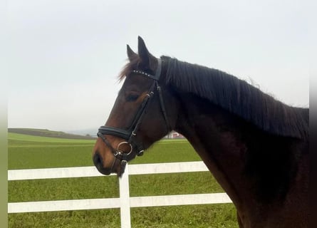 Caballo de deporte alemán, Caballo castrado, 6 años, 169 cm, Castaño oscuro