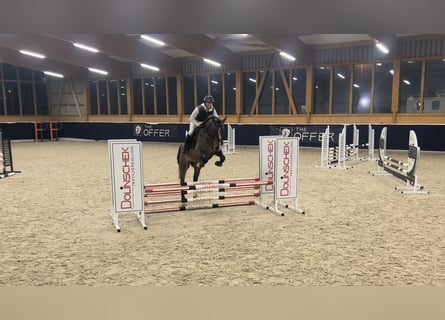 Caballo de deporte alemán, Caballo castrado, 6 años, 169 cm, Castaño oscuro