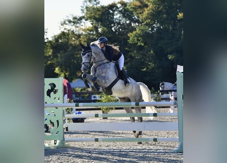 Caballo de deporte alemán, Caballo castrado, 6 años, 169 cm, Tordo rodado
