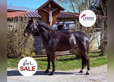 Caballo de deporte alemán, Caballo castrado, 6 años, 170 cm, Castaño oscuro