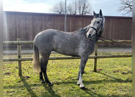 Caballo de deporte alemán, Caballo castrado, 6 años, 170 cm, Tordo