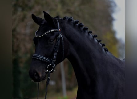 Caballo de deporte alemán, Caballo castrado, 6 años, 172 cm