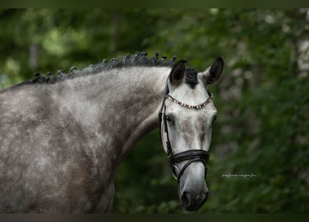 Caballo de deporte alemán, Caballo castrado, 6 años, 172 cm, Tordo