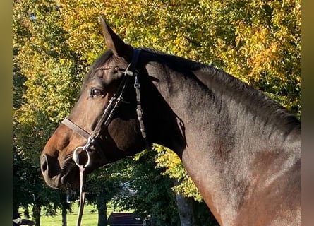 Caballo de deporte alemán, Caballo castrado, 6 años, 179 cm, Castaño oscuro