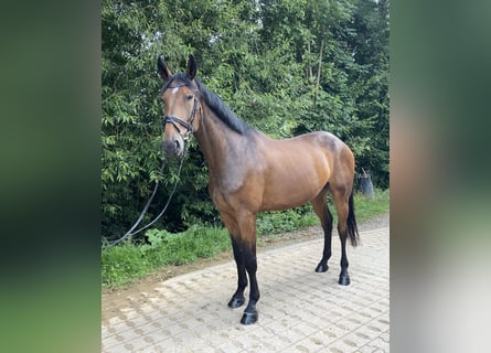 Caballo de deporte alemán, Caballo castrado, 6 años, 180 cm, Castaño