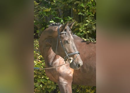 Caballo de deporte alemán, Caballo castrado, 6 años, 180 cm, Negro