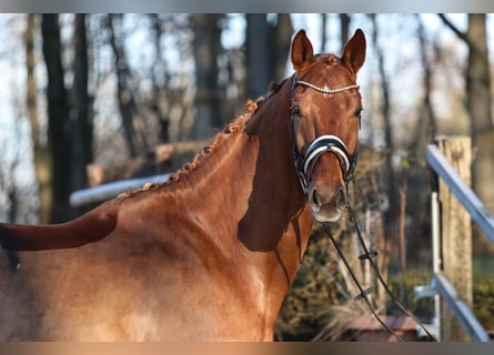 Caballo de deporte alemán, Caballo castrado, 6 años, 183 cm, Alazán