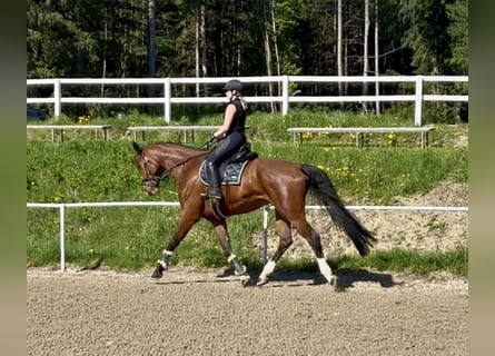 Caballo de deporte alemán, Caballo castrado, 6 años, 184 cm, Castaño