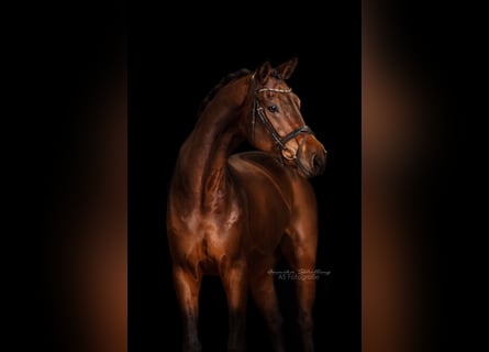 Caballo de deporte alemán, Caballo castrado, 6 años, 184 cm, Castaño