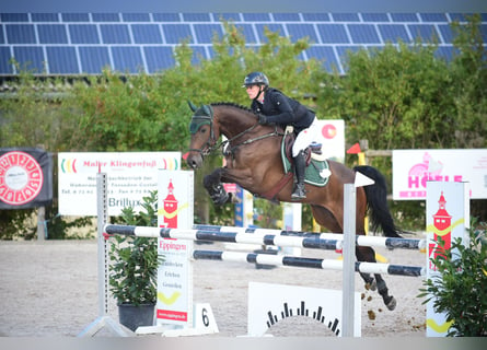 Caballo de deporte alemán, Caballo castrado, 6 años, Castaño