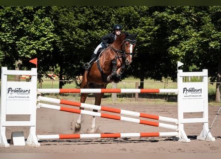 Caballo de deporte alemán, Caballo castrado, 6 años, Castaño