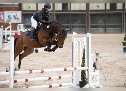 Caballo de deporte alemán, Caballo castrado, 6 años, Castaño