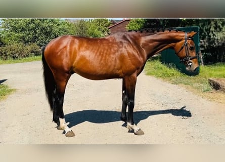 Caballo de deporte alemán, Caballo castrado, 6 años, Castaño rojizo