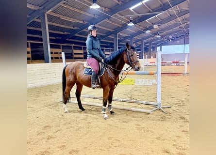 Caballo de deporte alemán, Caballo castrado, 7 años, 160 cm, Castaño