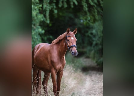 Caballo de deporte alemán, Caballo castrado, 7 años, 164 cm, Alazán