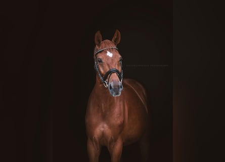 Caballo de deporte alemán, Caballo castrado, 7 años, 164 cm, Alazán