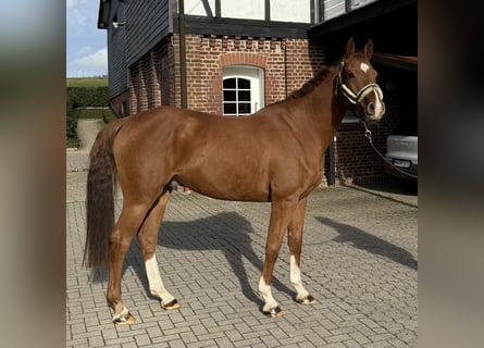Caballo de deporte alemán, Caballo castrado, 7 años, 168 cm, Alazán