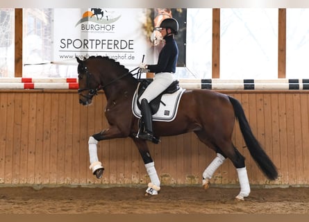 Caballo de deporte alemán, Caballo castrado, 7 años, 168 cm