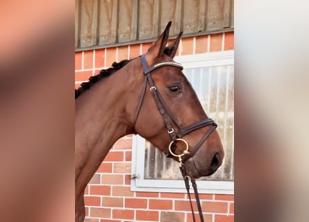 Caballo de deporte alemán, Caballo castrado, 7 años, 168 cm, Castaño