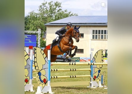 Caballo de deporte alemán, Caballo castrado, 7 años, 169 cm, Castaño