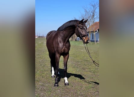 Caballo de deporte alemán, Caballo castrado, 7 años, 170 cm, Castaño