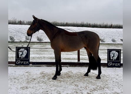 Caballo de deporte alemán, Caballo castrado, 7 años, 170 cm, Castaño oscuro