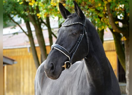 Caballo de deporte alemán, Caballo castrado, 7 años, 170 cm, Negro