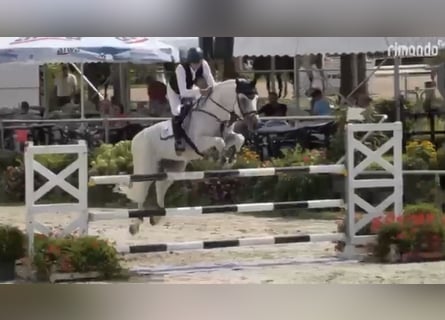 Caballo de deporte alemán, Caballo castrado, 7 años, 170 cm, Tordo