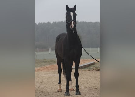 Caballo de deporte alemán, Caballo castrado, 7 años, 172 cm, Castaño