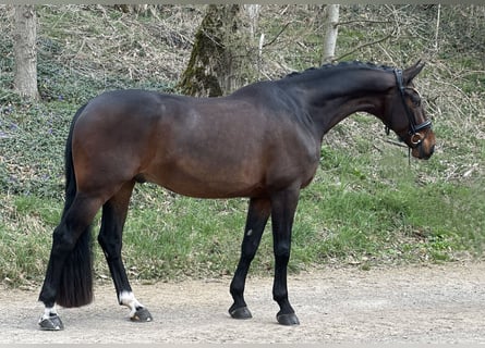 Caballo de deporte alemán, Caballo castrado, 7 años, 172 cm, Castaño oscuro