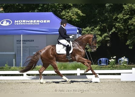 Caballo de deporte alemán, Caballo castrado, 7 años, 173 cm, Alazán