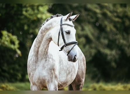 Caballo de deporte alemán, Caballo castrado, 7 años, 173 cm, Tordo