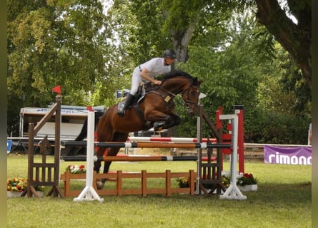 Caballo de deporte alemán, Caballo castrado, 7 años, 174 cm, Castaño oscuro