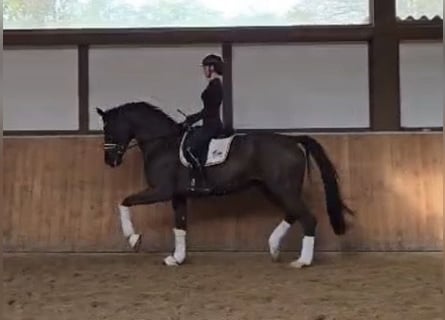 Caballo de deporte alemán, Caballo castrado, 7 años, 174 cm, Negro
