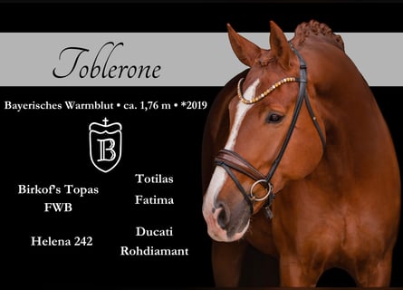 Caballo de deporte alemán, Caballo castrado, 7 años, 176 cm, Alazán-tostado