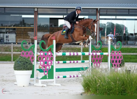 Caballo de deporte alemán, Caballo castrado, 7 años, 177 cm, Alazán-tostado