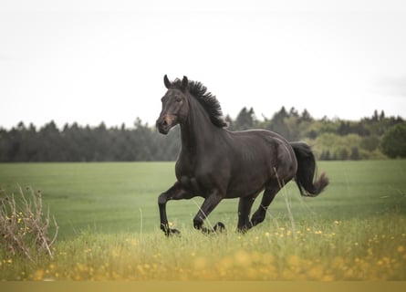 Caballo de deporte alemán, Caballo castrado, 7 años, 177 cm, Negro