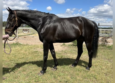 Caballo de deporte alemán, Caballo castrado, 7 años, 180 cm, Morcillo