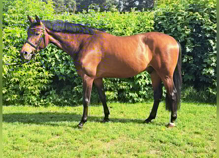 Caballo de deporte alemán, Caballo castrado, 8 años, 163 cm, Castaño