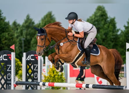 Caballo de deporte alemán, Caballo castrado, 8 años, 165 cm, Alazán-tostado