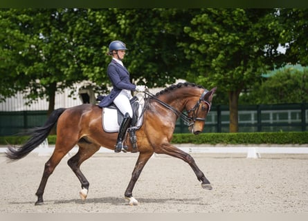 Caballo de deporte alemán, Caballo castrado, 8 años, 165 cm, Castaño